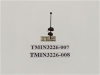 藏品(龜紋瓢蟲)的圖片